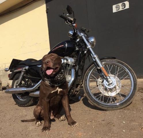 Harley-Davidson